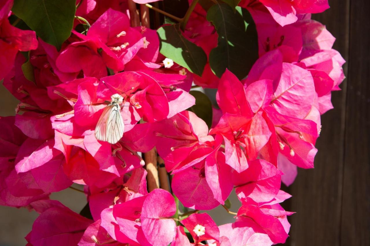 Bed & Breakfast Asfodelo Ristorante Di Campagna Altamura